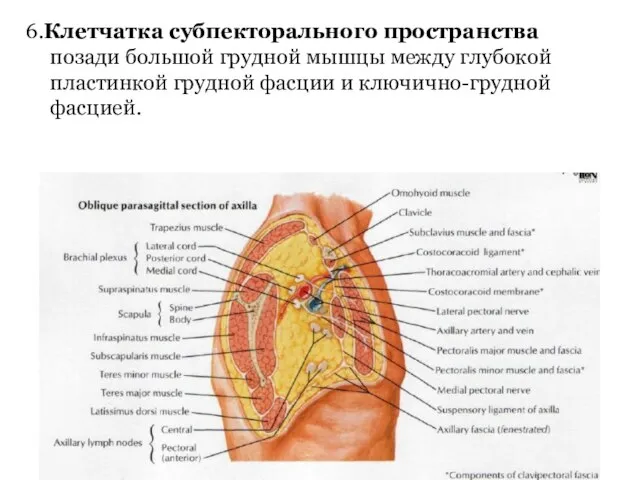 6.Клетчатка субпекторального пространства позади большой грудной мышцы между глубокой пластинкой грудной фасции и ключично-грудной фасцией.