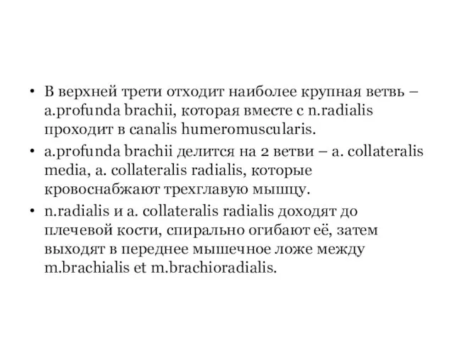 В верхней трети отходит наиболее крупная ветвь – a.profunda brachii, которая