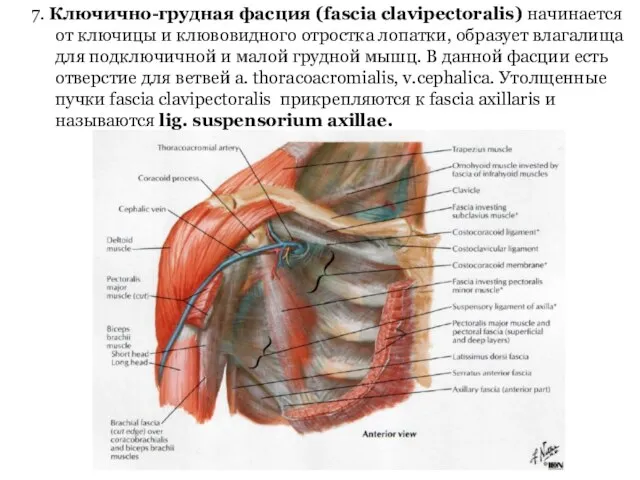 7. Ключично-грудная фасция (fascia clavipectoralis) начинается от ключицы и клювовидного отростка