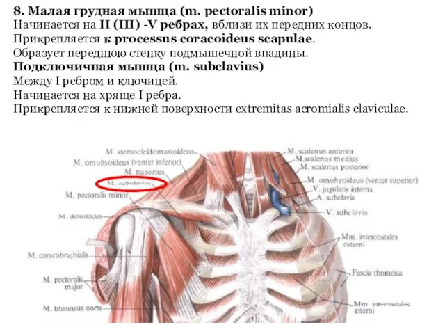 8. Малая грудная мышца (m. pectoralis minor) Начинается на II (III)