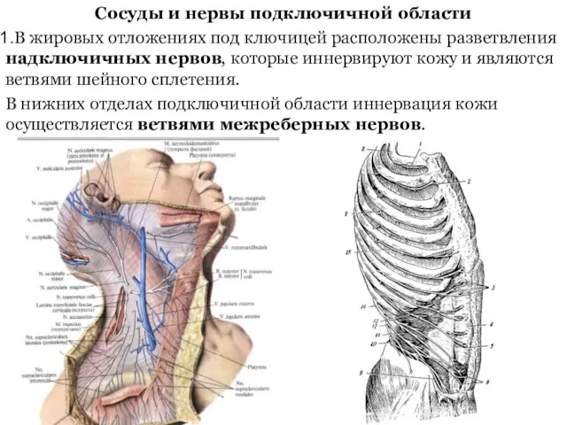 Сосуды и нервы подключичной области В жировых отложениях под ключицей расположены