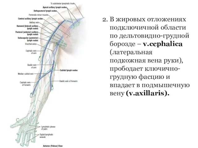 2. В жировых отложениях подключичной области по дельтовидно-грудной борозде – v.cephalica