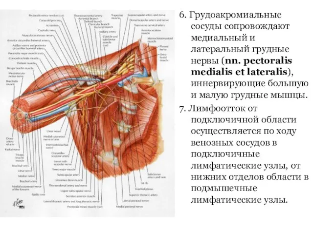 6. Грудоакромиальные сосуды сопровождают медиальный и латеральный грудные нервы (nn. pectoralis