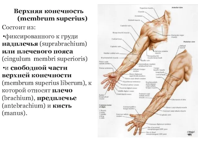 Верхняя конечность (membrum superius) Состоит из: фиксированного к груди надплечья (suprabrachium)