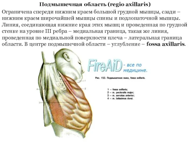 Подмышечная область (regio axillaris) Ограничена спереди нижним краем большой грудной мышцы,