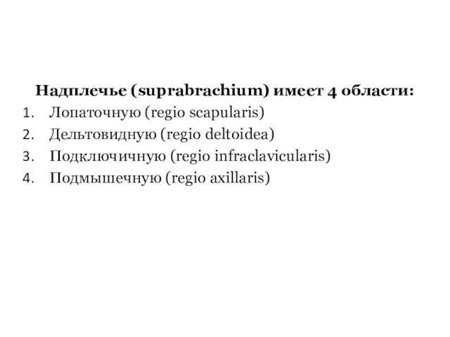 Надплечье (suprabrachium) имеет 4 области: Лопаточную (regio scapularis) Дельтовидную (regio deltoidea)