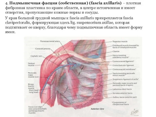 4. Подмышечная фасция (собственная) (fascia axillaris) – плотная фиброзная пластинка по
