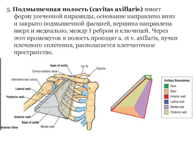 5. Подмышечная полость (cavitas axillaris) имеет форму усеченной пирамиды, основание направлено