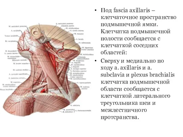 Под fascia axillaris – клетчаточное пространство подмышечной ямки. Клетчатка подмышечной полости