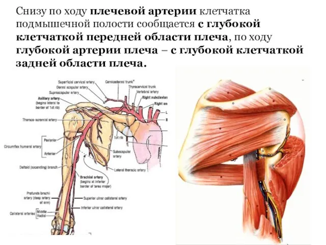 Снизу по ходу плечевой артерии клетчатка подмышечной полости сообщается с глубокой