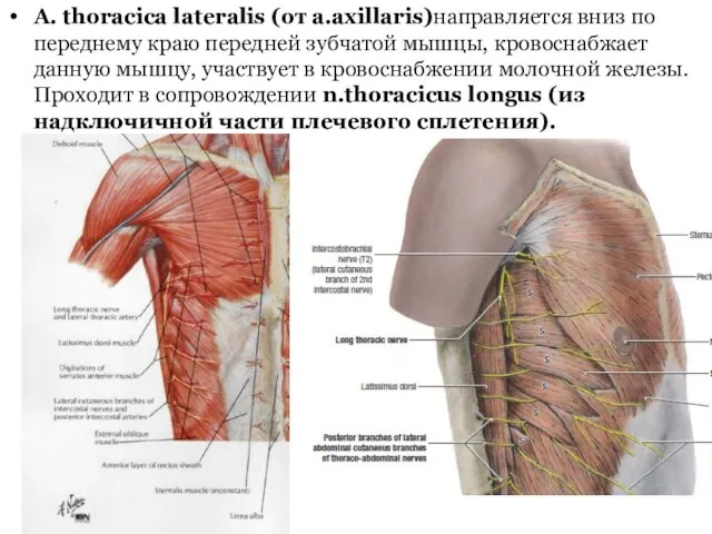 A. thoracica lateralis (от a.axillaris)направляется вниз по переднему краю передней зубчатой