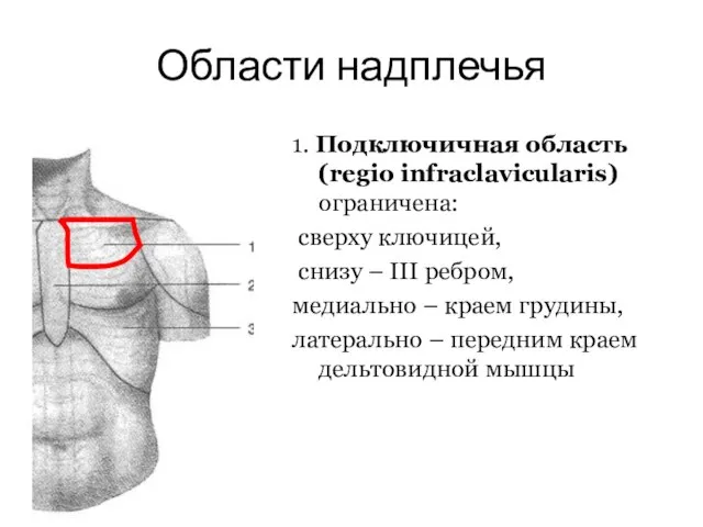 Области надплечья 1. Подключичная область (regio infraclavicularis) ограничена: сверху ключицей, снизу