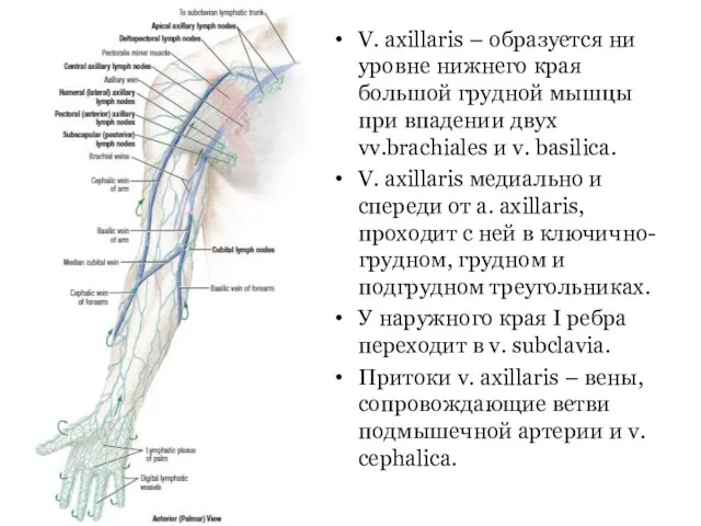 V. axillaris – образуется ни уровне нижнего края большой грудной мышцы