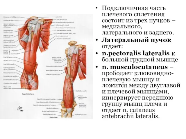 Подключичная часть плечевого сплетения состоит из трех пучков – медиального, латерального