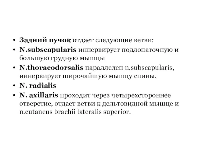 Задний пучок отдает следующие ветви: N.subscapularis иннервирует подлопаточную и большую грудную