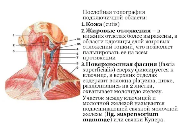 Послойная топография подключичной области: Кожа (cutis) Жировые отложения – в нижних