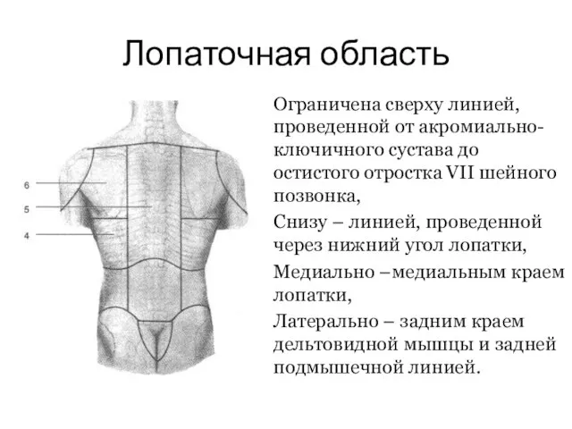 Лопаточная область Ограничена сверху линией, проведенной от акромиально-ключичного сустава до остистого