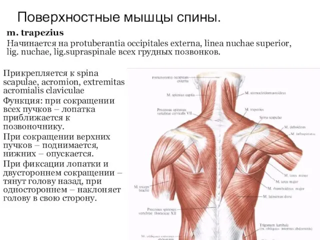 Поверхностные мышцы спины. Прикрепляется к spina scapulae, acromion, extremitas acromialis claviculae