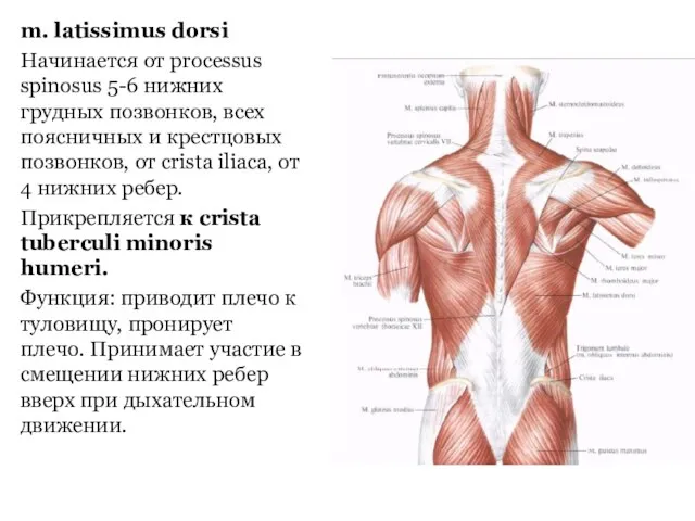 m. latissimus dorsi Начинается от processus spinosus 5-6 нижних грудных позвонков,