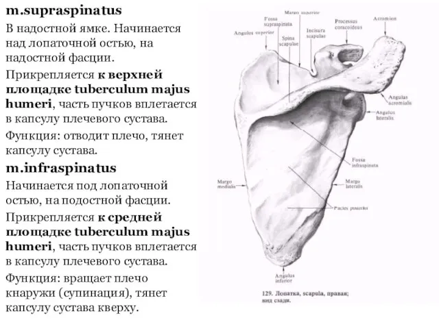 m.supraspinatus В надостной ямке. Начинается над лопаточной остью, на надостной фасции.