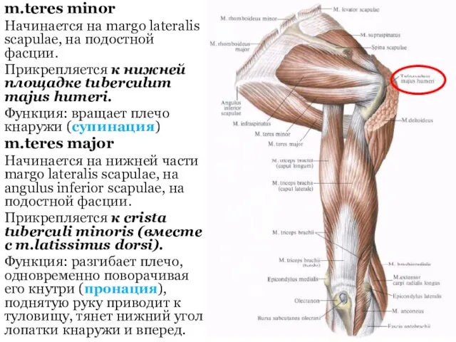 m.teres minor Начинается на margo lateralis scapulae, на подостной фасции. Прикрепляется