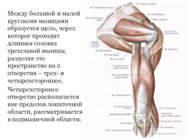 Между большой и малой круглыми мышцами образуется щель, через которое проходит