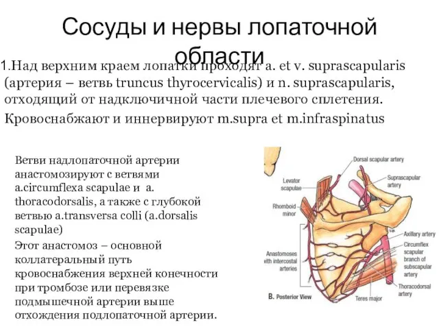 Сосуды и нервы лопаточной области Над верхним краем лопатки проходят a.