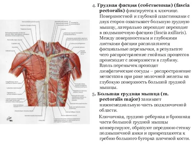 4. Грудная фасция (собственная) (fascia pectoralis) фиксируется к ключице. Поверхностной и