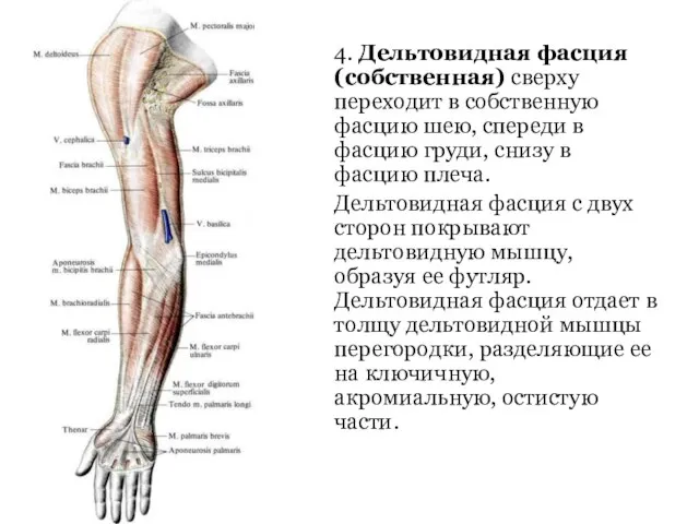 4. Дельтовидная фасция (собственная) сверху переходит в собственную фасцию шею, спереди