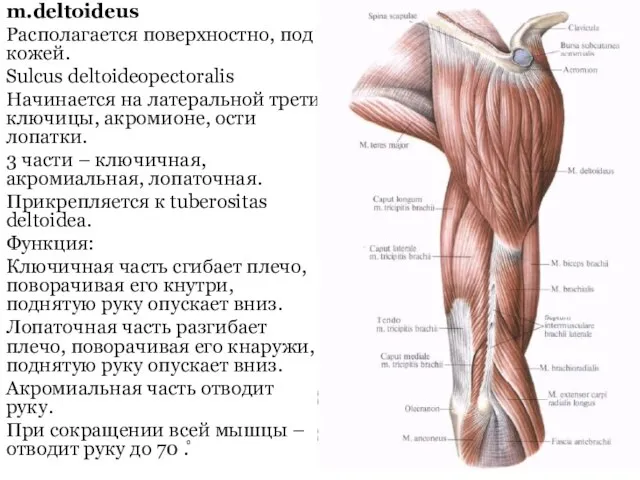 m.deltoideus Располагается поверхностно, под кожей. Sulcus deltoideopectoralis Начинается на латеральной трети