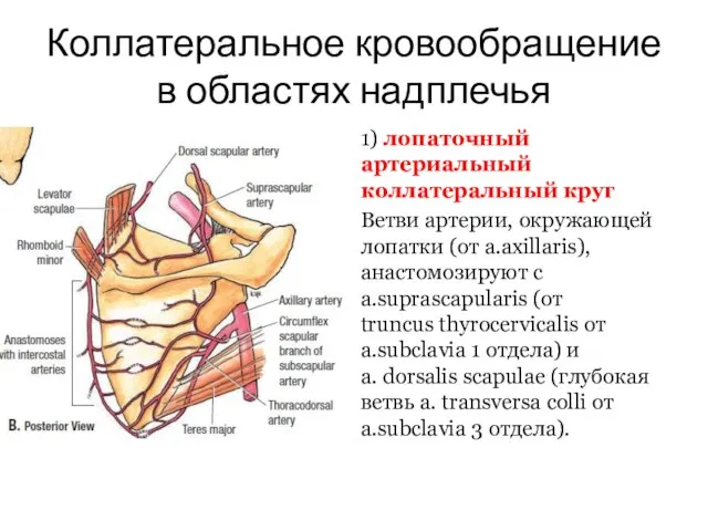 Коллатеральное кровообращение в областях надплечья 1) лопаточный артериальный коллатеральный круг Ветви