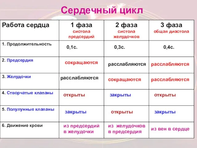 Сердечный цикл 0,1с. 0,3с. 0,4с. сокращаются расслабляются расслабляются расслабляются расслабляются сокращаются