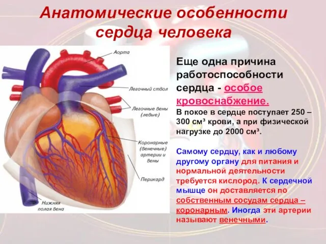 Анатомические особенности сердца человека Еще одна причина работоспособности сердца - особое