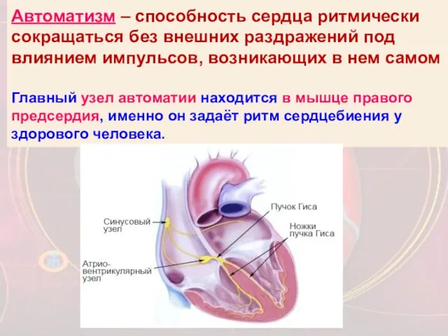 Автоматизм – способность сердца ритмически сокращаться без внешних раздражений под влиянием