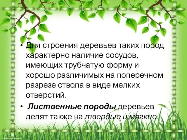 Для строения деревьев таких пород характерно наличие сосудов, имеющих трубчатую форму