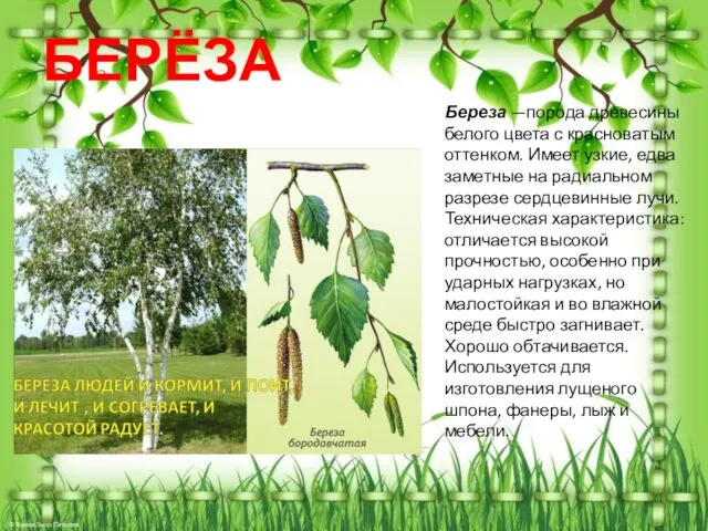 БЕРЁЗА Береза —порода древесины белого цвета с красноватым оттенком. Имеет узкие,