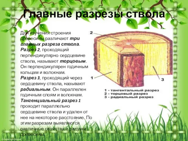 Главные разрезы ствола Для изучения строения древесины различают три главных разреза