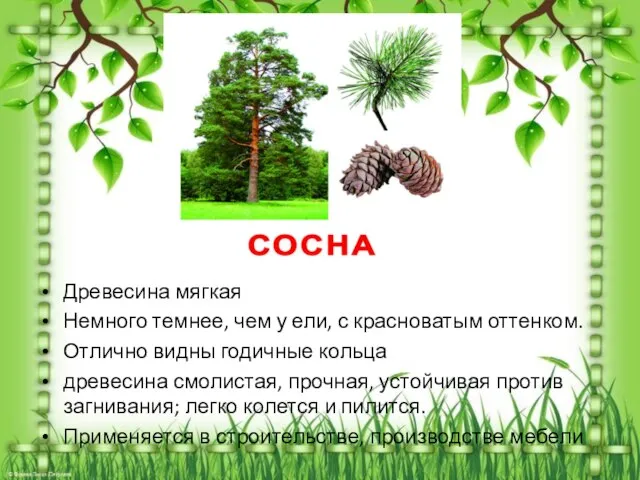 Древесина мягкая Немного темнее, чем у ели, с красноватым оттенком. Отлично