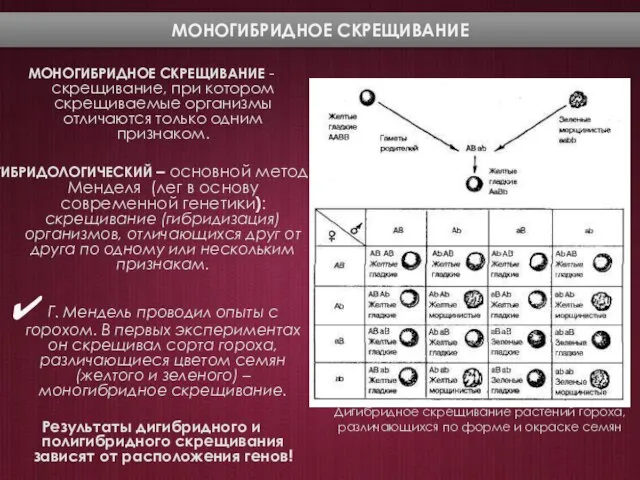 МОНОГИБРИДНОЕ СКРЕЩИВАНИЕ МОНОГИБРИДНОЕ СКРЕЩИВАНИЕ - скрещивание, при котором скрещиваемые организмы отличаются