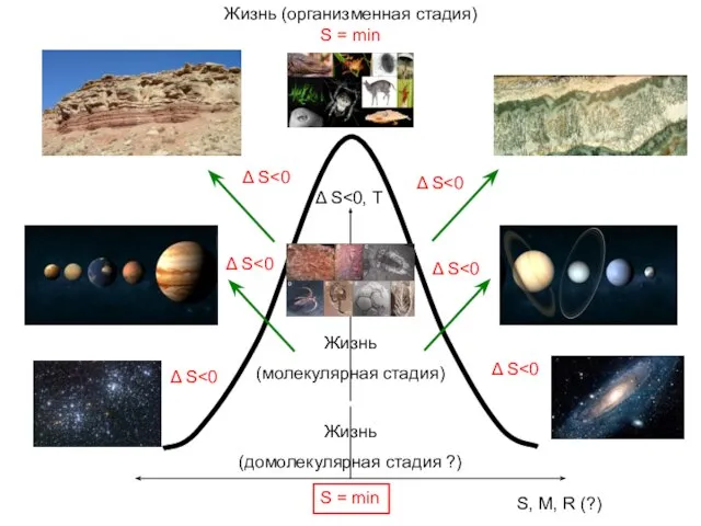 Жизнь (организменная стадия) S = min S, M, R (?) Δ