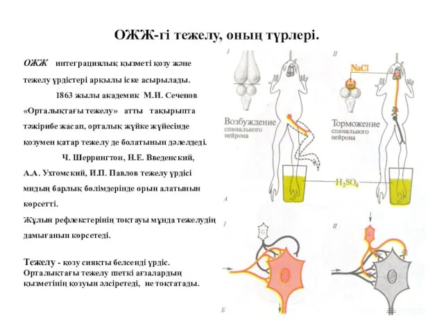 ОЖЖ-гі тежелу, оның түрлері. ОЖЖ интеграциялық қызметі қозу және тежелу үрдістері