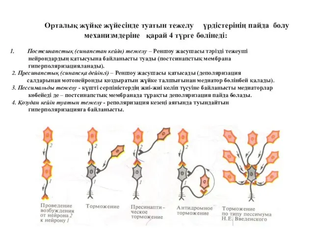 Орталық жүйке жүйесінде туатын тежелу үрдістерінің пайда болу механизмдеріне қарай 4