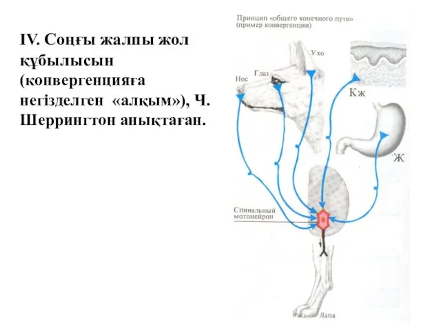 IV. Соңғы жалпы жол құбылысын (конвергенцияға негізделген «алқым»), Ч. Шеррингтон анықтаған.