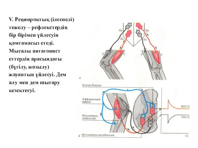 V. Реципроктық (ілеспелі) тежелу – рефлекстердің бір бірімен үйлесуін қамтамасыз етеді.