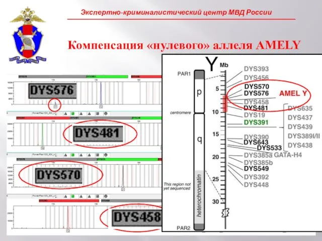 Компенсация «нулевого» аллеля AMELY Позволяет компенсировать точковые замены в области посадки