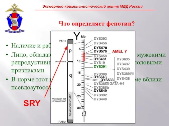 Что определяет фенотип? Наличие и работоспособность гена SRY! Лицо, обладающее геном