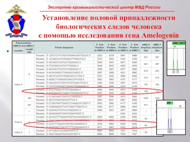 В экспертной практике исследуют участки гена Amelogenin, различающиеся по длине. Установление