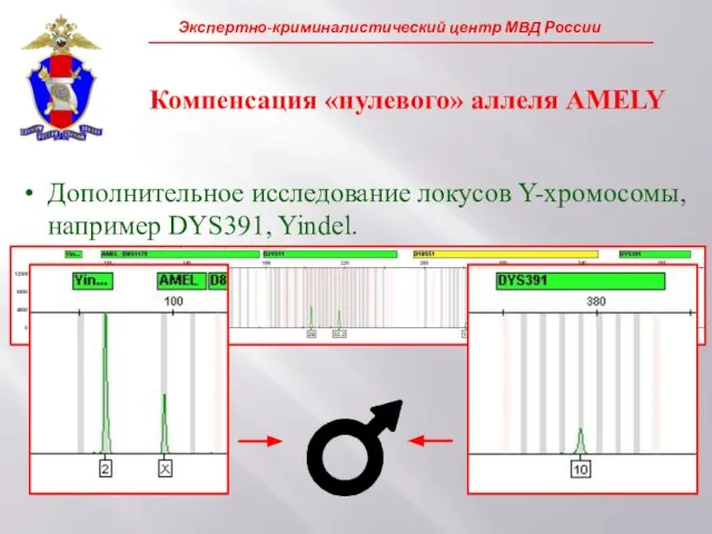 Компенсация «нулевого» аллеля AMELY Дополнительное исследование локусов Y-хромосомы, например DYS391, Yindel.