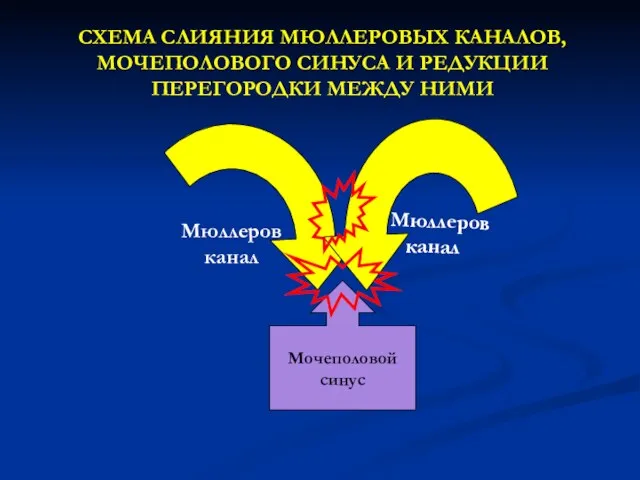 СХЕМА СЛИЯНИЯ МЮЛЛЕРОВЫХ КАНАЛОВ, МОЧЕПОЛОВОГО СИНУСА И РЕДУКЦИИ ПЕРЕГОРОДКИ МЕЖДУ НИМИ