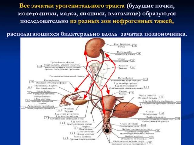 Все зачатки урогенитального тракта (будущие почки, мочеточники, матка, яичники, влагалище) образуются